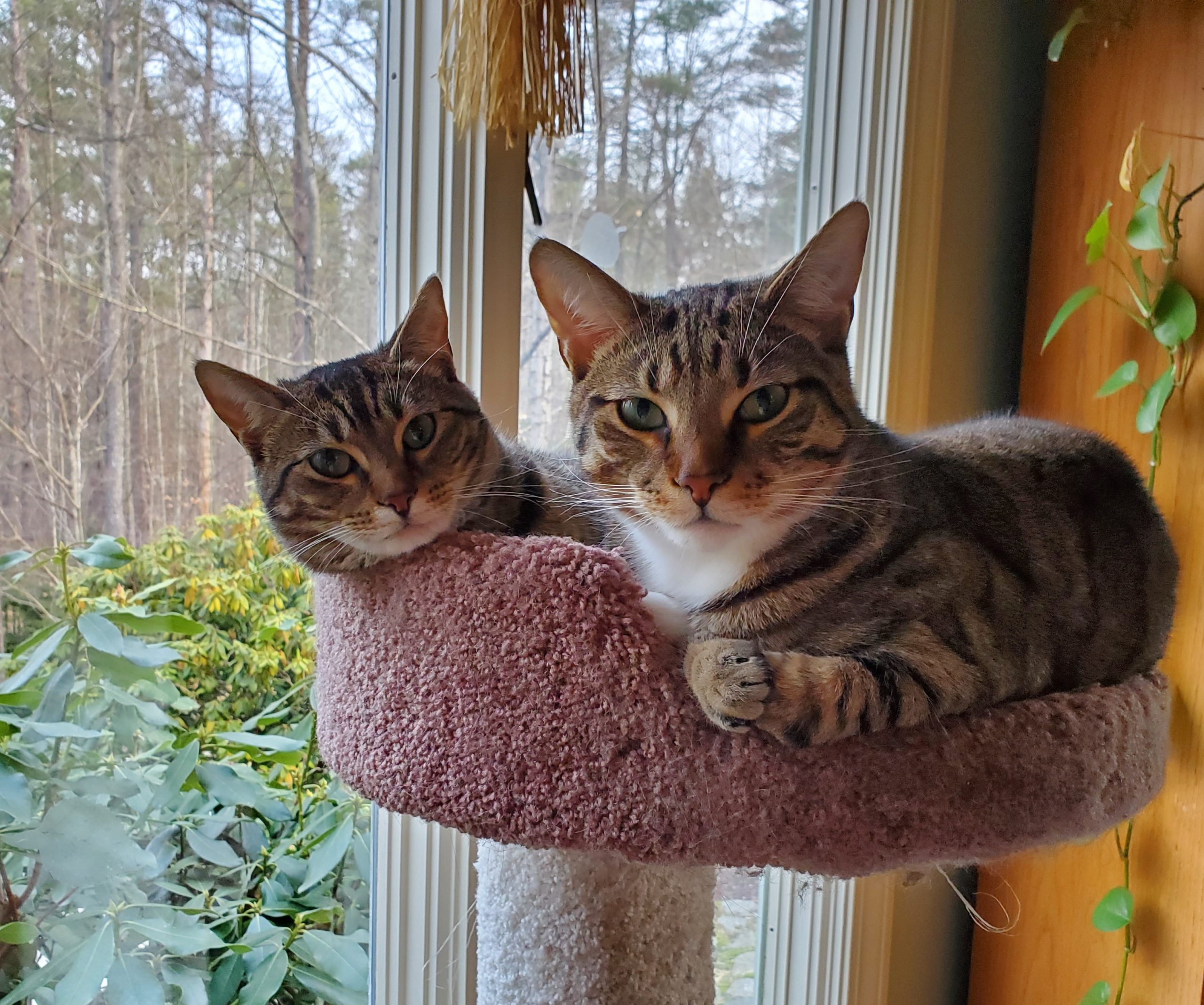 In the Company of Beloved Kitties